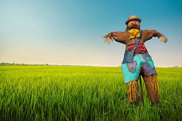 scarecrow in the field