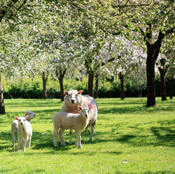 Sheep with two lambs in the pasture on a beautiful sunny day.