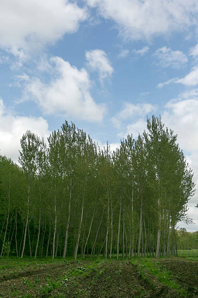 istock big poplar trees in the field at turkey 488855965