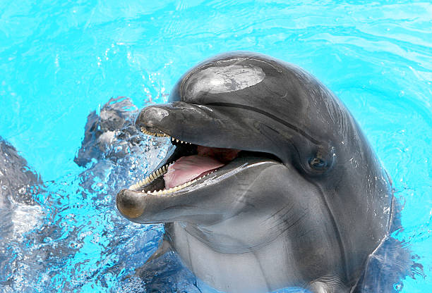 istock Glad beautiful dolphin smiling in a blue swimming pool water 488856053