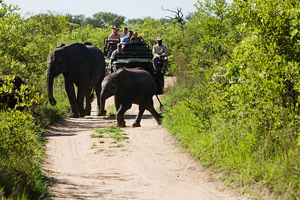 istock Elephants Crossing Road With Jeep In Background 488867709