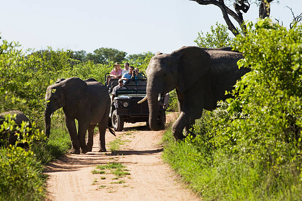 слонах crossing road с jeep в фоне - dirtroad стоковые фото и изображения