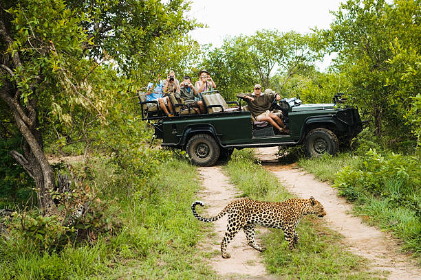 léopard crossing route avec les touristes en arrière-plan - parc national de krüger photos et images de collection