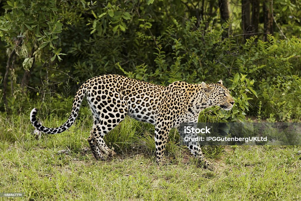 Leopard Side Leopard Side View Stock Photo - Download Image Now - Animal Wildlife ...