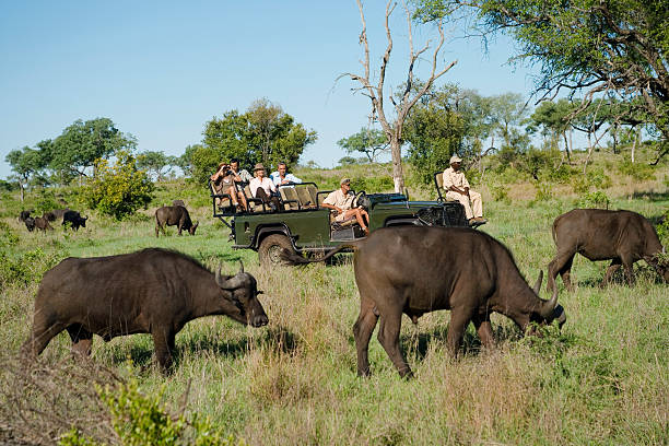 istock African Buffaloes With Tourists In Background 488867723