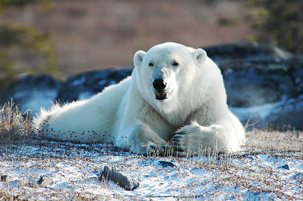 Laying on a bed of dry flower Polar bear laying on a bed of dry flower churchill manitoba stock pictures, royalty-free photos & images