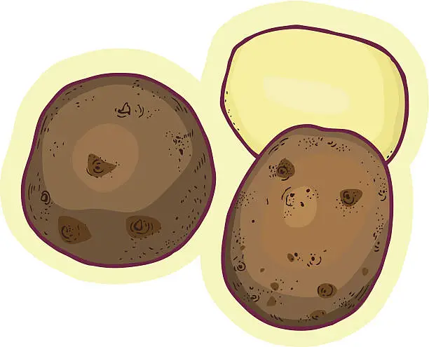 Vector illustration of Potato - Illustration