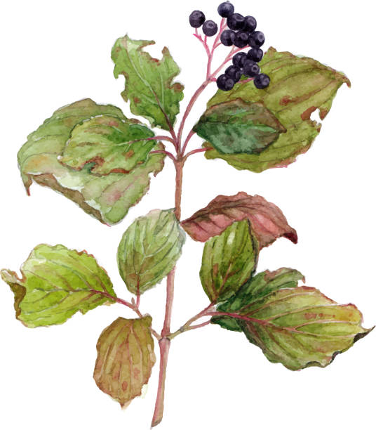 aquarell zweige holunderbeere - holunderbeeren stock-grafiken, -clipart, -cartoons und -symbole