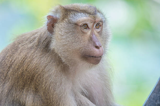 Monkey stock photo