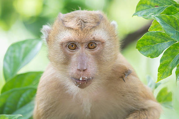 Monkey stock photo