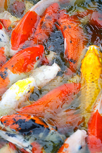 istock Colorful Koi or carp chinese fish in water 488870353