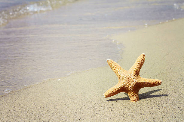 istock Starfish, sand, beach, sea. Summer holiday background 488870422
