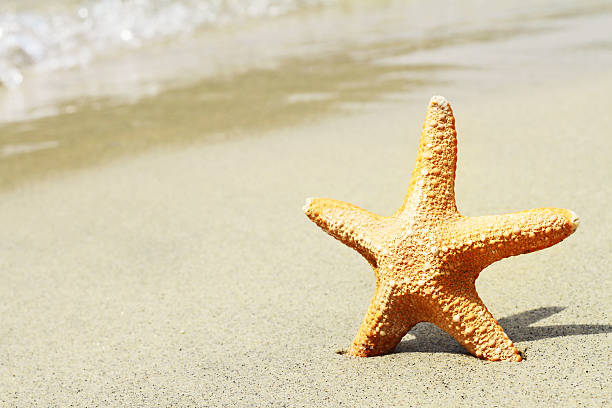 istock Starfish, sand, beach, sea. Summer holiday background 488870428
