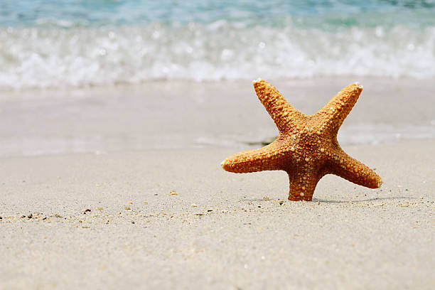 istock Starfish, sand, beach, sea. Summer holiday background 488870434