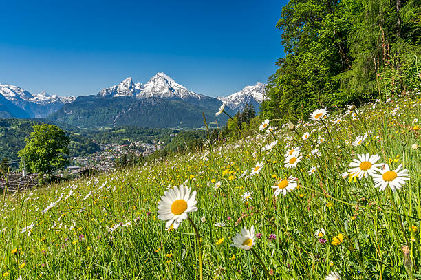 istock Bavarian Alps with beautiful flowers and Watzmann in springtime, Germany 488870626