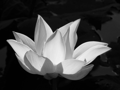 Beautiful black and white close-up of a single lotus flower. The petals appear translucent. Black background.