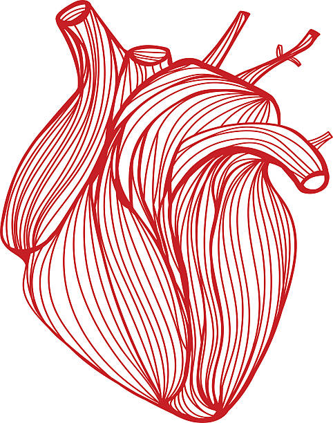 ilustrações, clipart, desenhos animados e ícones de coração humano - human heart red vector illustration and painting