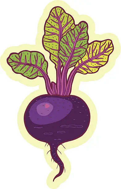 Vector illustration of Red beet - illustration.
