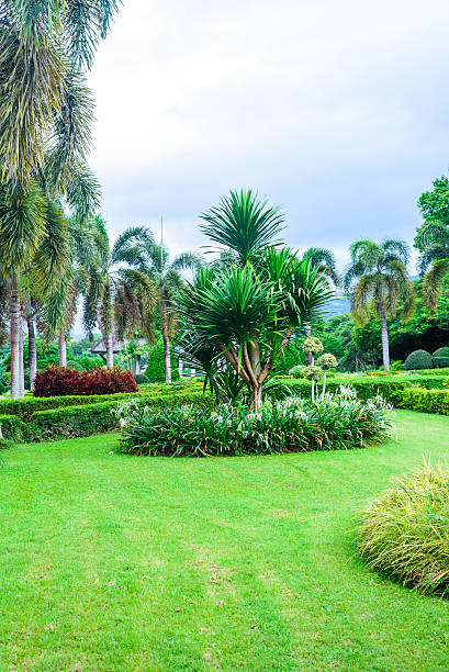 istock green trees in the garden 488871612