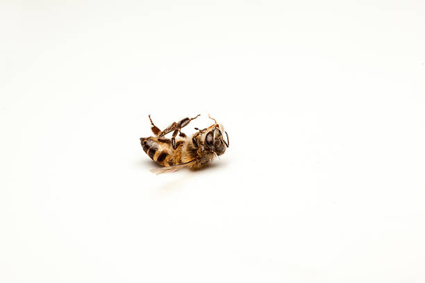 Dead bee on the stone table is a dead bee stinging photos stock pictures, royalty-free photos & images