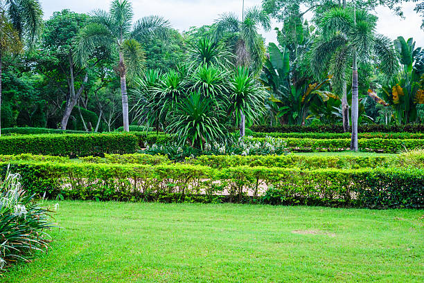 istock green trees in the garden 488872294