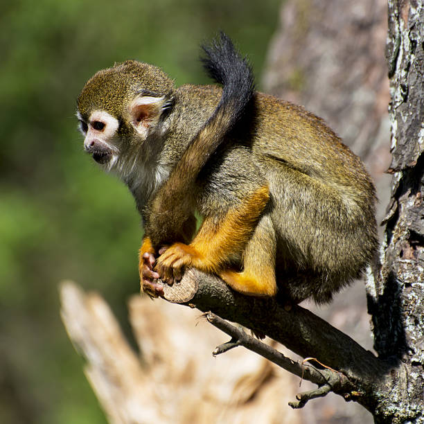 wspólne squirrel monkey (saimiri sciureus) - wakeful zdjęcia i obrazy z banku zdjęć