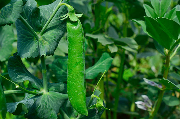 el green guisantes en la huerta - pea flower fotografías e imágenes de stock