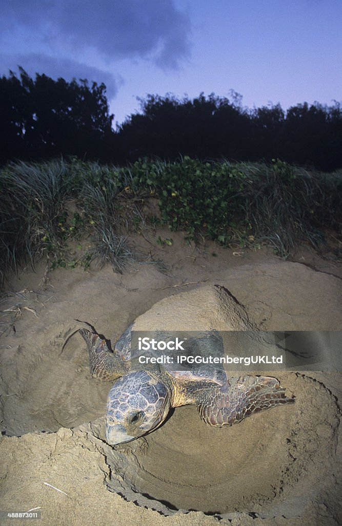 Turtle Leatherback Turtle nesting on beach Leatherback Turtle Stock Photo