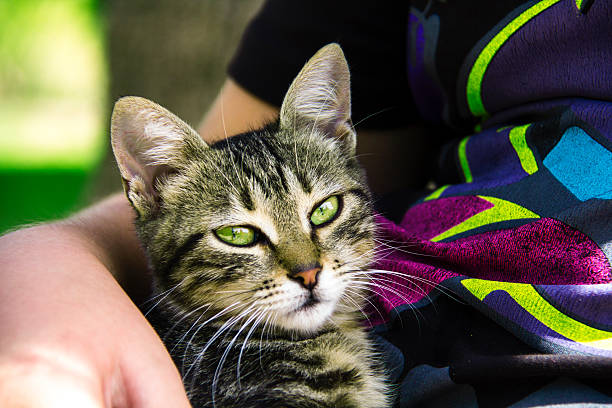 istock Domestic Cat, Tabby, Portrait, Outdoors, Looking At Camera 488873074
