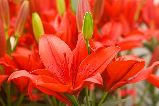 istock colourful lily flowers 488873466