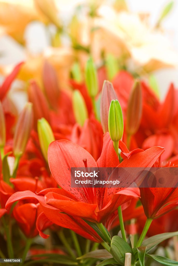colourful lily flowers - Royalty-free 2015 Stok görsel colourful lily flowers - Royalty-free 2015 Stok görsel