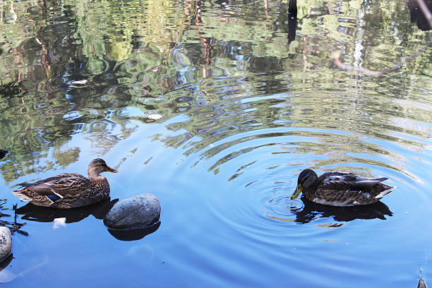 istock Ducks swim in the pond in autumn 488873656