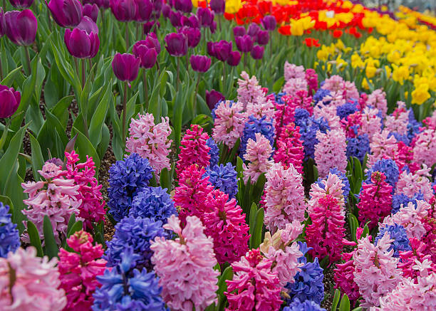 istock Pink and Blue Hyacinth 488873827