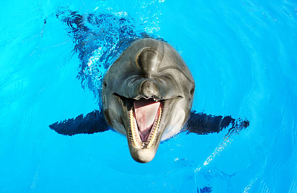 istock Glad beautiful dolphin smiling in a blue swimming pool water 488873845