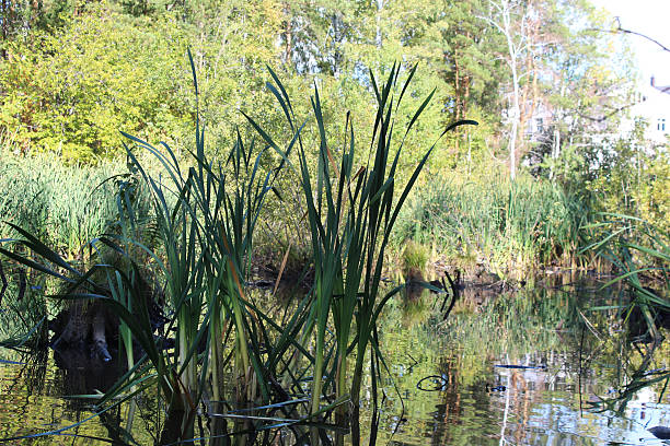 istock Plants in the pond in autumn 488873864