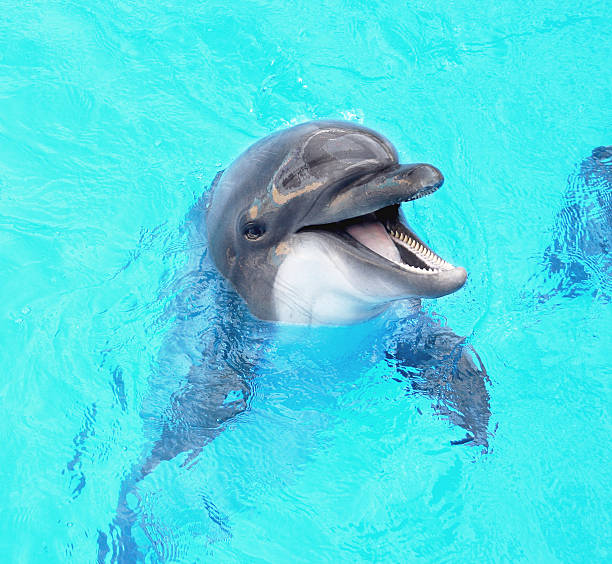 istock Glad beautiful dolphin smiling in a blue swimming pool water 488873955
