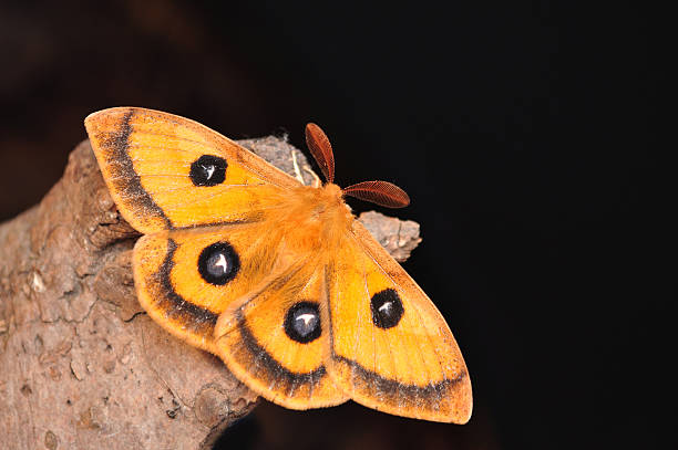 император моль, aglia tau - saturn moth стоковы�е фото и изображения