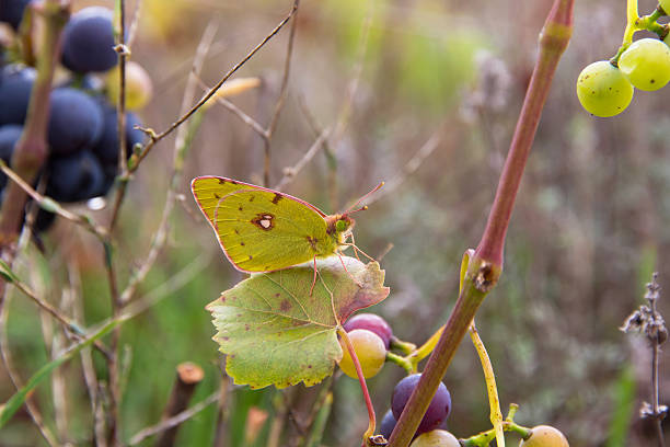 Butterfly Colias Croceus in a Vineyard - Mariposa Colias Croceus Lemon yellow butterfly perched on a leaf of a vineyard between different varieties of grapes in autumn - Yellow butterfly lemon perched on a leaf of a vine strain, among different varieties of grapes, in the fall butterfly colias hyale stock pictures, royalty-free photos & images