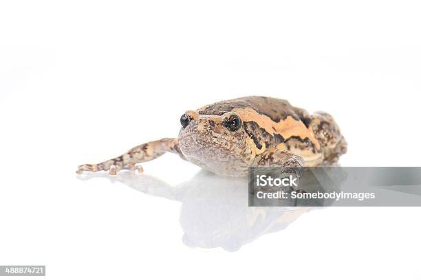 Rana Toro Rana Catesbeiana Contra Fondo Blanco Estudio Sho Foto de stock y más banco de imágenes de Anfibio