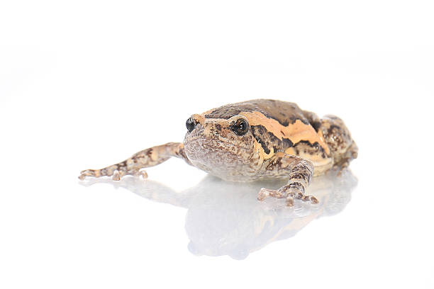 bullfrog, rana catesbeiana, com fundo branco, studio sho - studio sho - fotografias e filmes do acervo