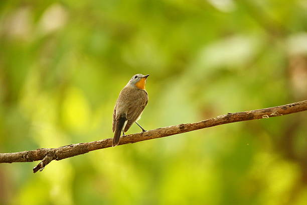 istock Male Taica Flycatcher (Red-throated Flycatcher) Standing on Tree 488874768