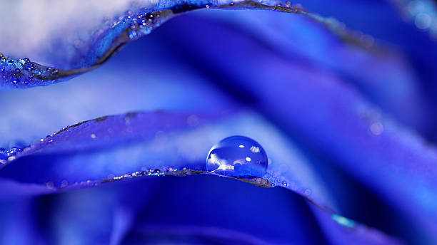 istock Wet blue rose with water drops, minimalist, abstract nature 488874898