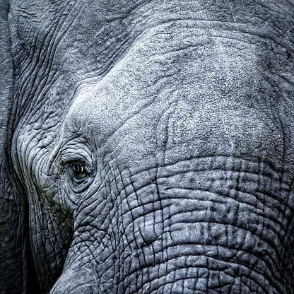 Square close-up of the eye and the skin of an African elephant.