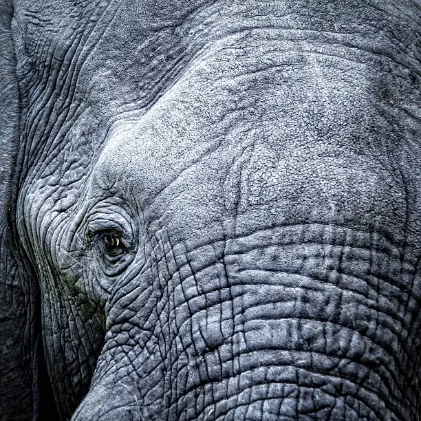 Photo of Elephant's eye close-up