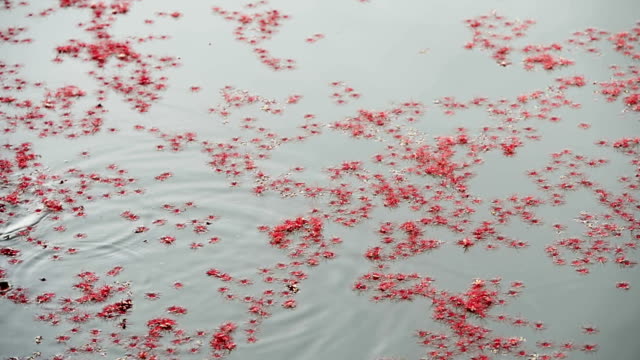 Small flower on water
