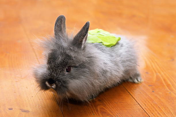 istock funny rabbit with salad on the back 488875311
