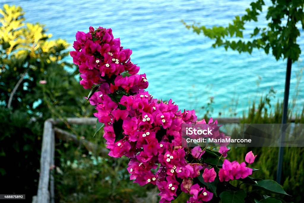 Mediterranean sea. Sicilia Bougainvillea Stock Photo