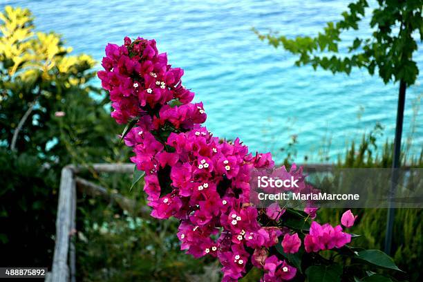 Mediterranean Sea Sicilia Stock Photo - Download Image Now - Bougainvillea, Flower, Scenics - Nature