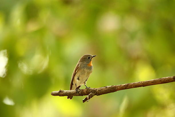 istock Male Taica Flycatcher (Red-throated Flycatcher) Standing on Tree 488875942