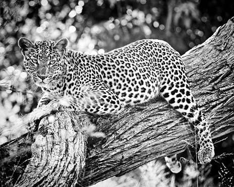 Female leopard resting on a branch of the tree in the Chitabe Concession,Okavango Delta,Botswana.